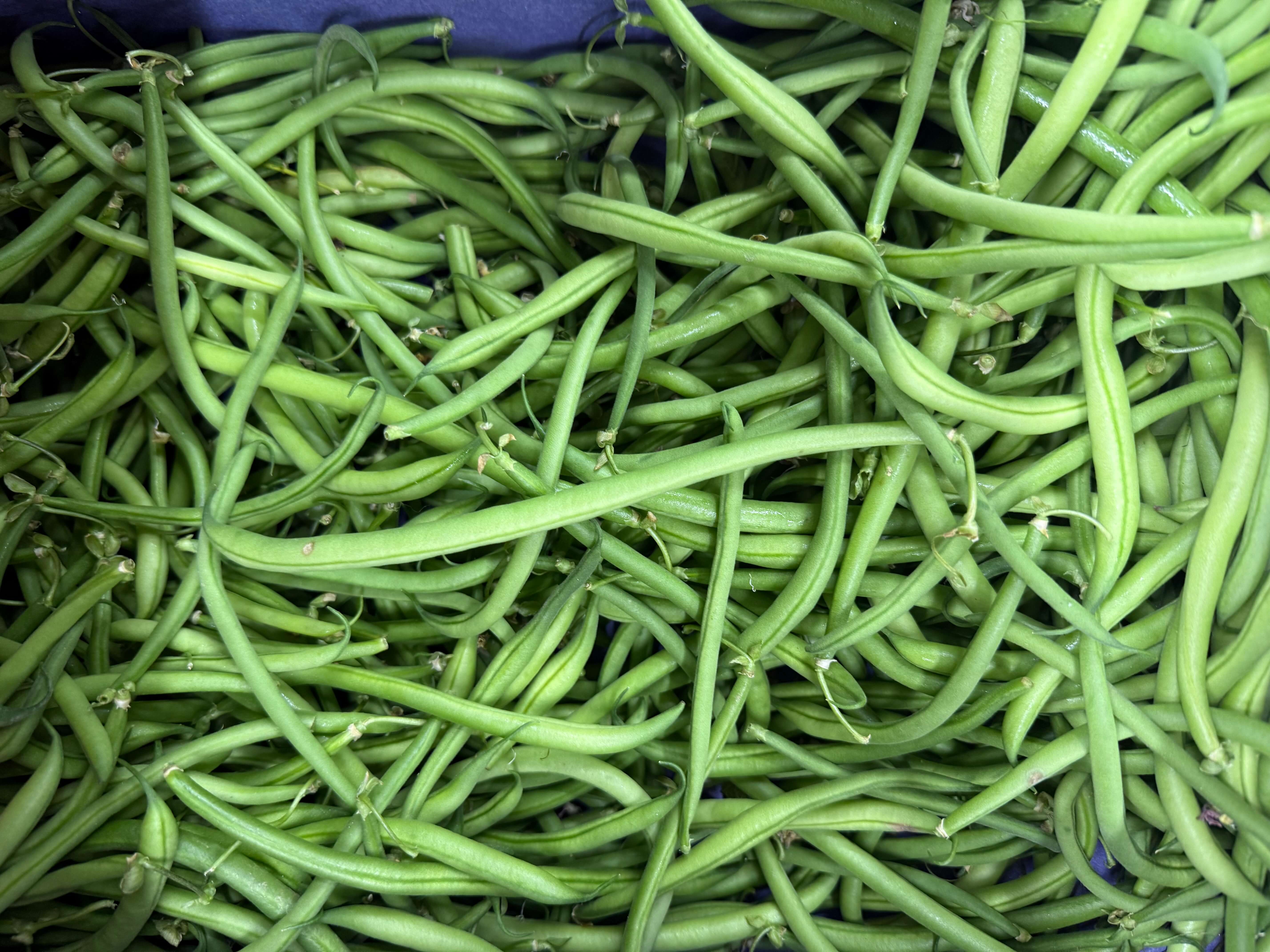 Haricots verts