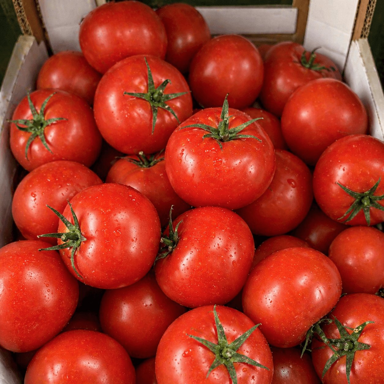 Tomates fraîches
